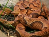 copperhead