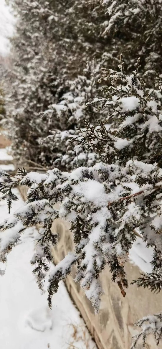 【津城天气】降雪猛发力，接下来超凶的冷空气来了！建议各位