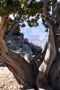 Looking between tree branches.