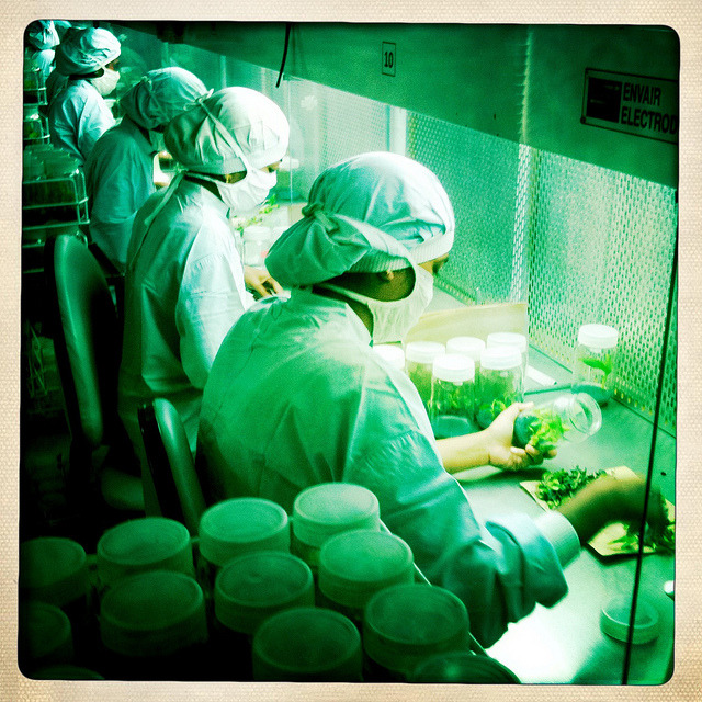 Inside a banana factory, Jalgaon, India. Jalgaon produces 3% of the world’s bananas. At the factory, seeds are germinated and proofed.
Photo: vineetdiwadkar