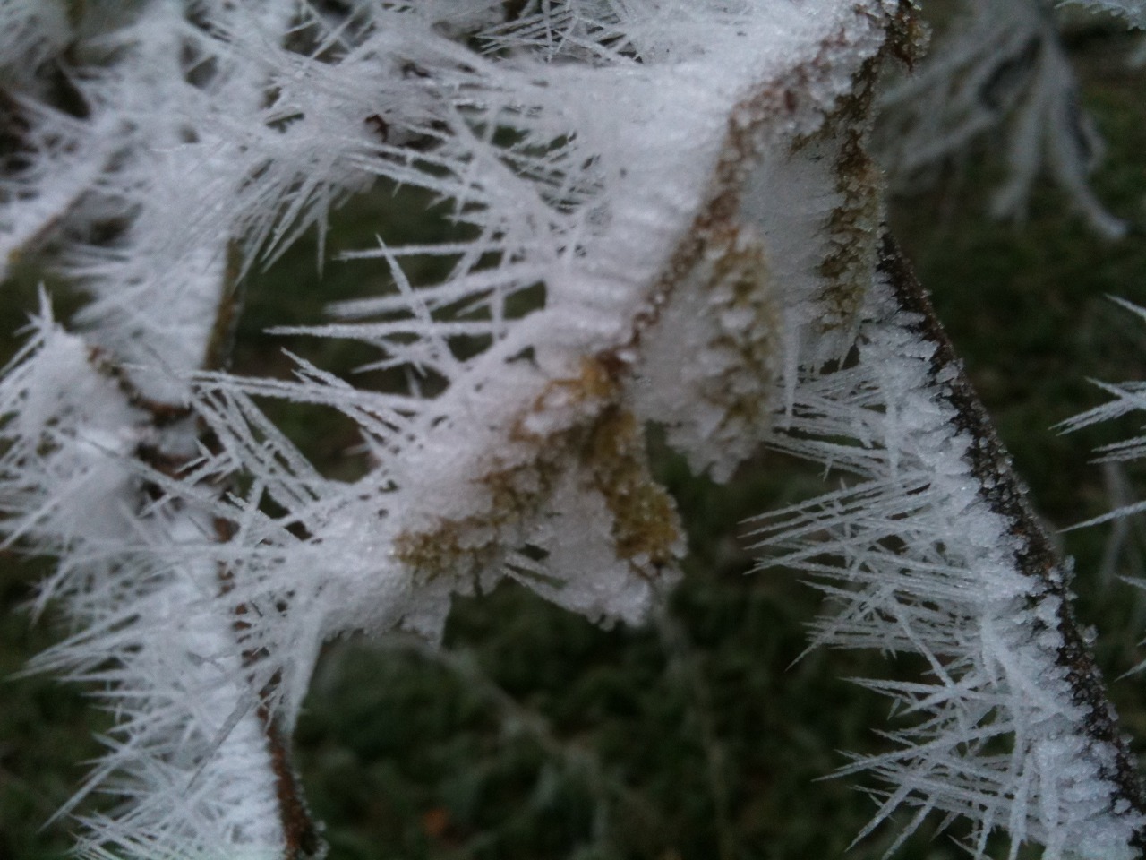 Ice Crystals in Wytham Woods
Posted from: Oxfordshire County OX2, UK