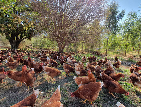 agricultura orgânica