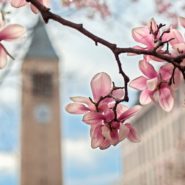 Magnolia trees in bloom near McGraw Tower in spring.