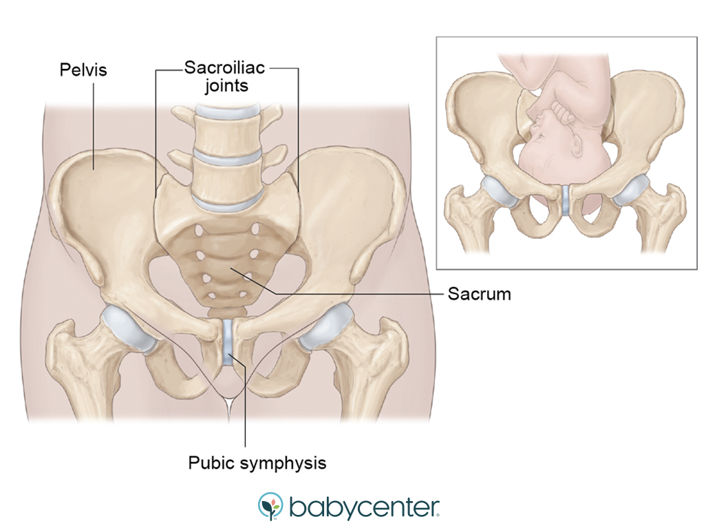 Pubic symphysis joint illustration