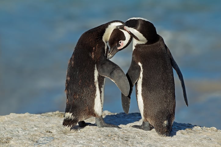 Two penguins sit a top a rock and preen. 