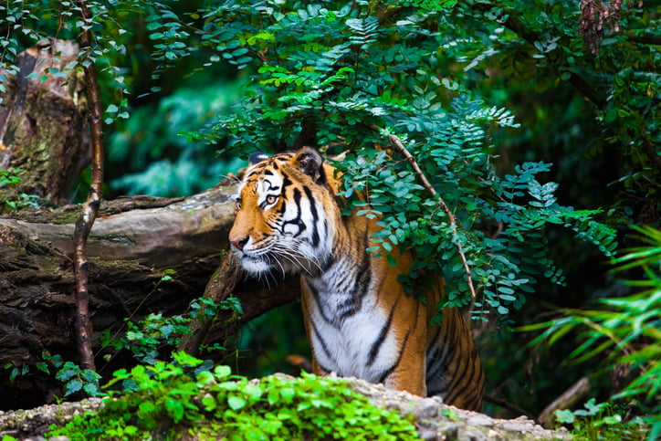 A tiger peers out from the jungle.