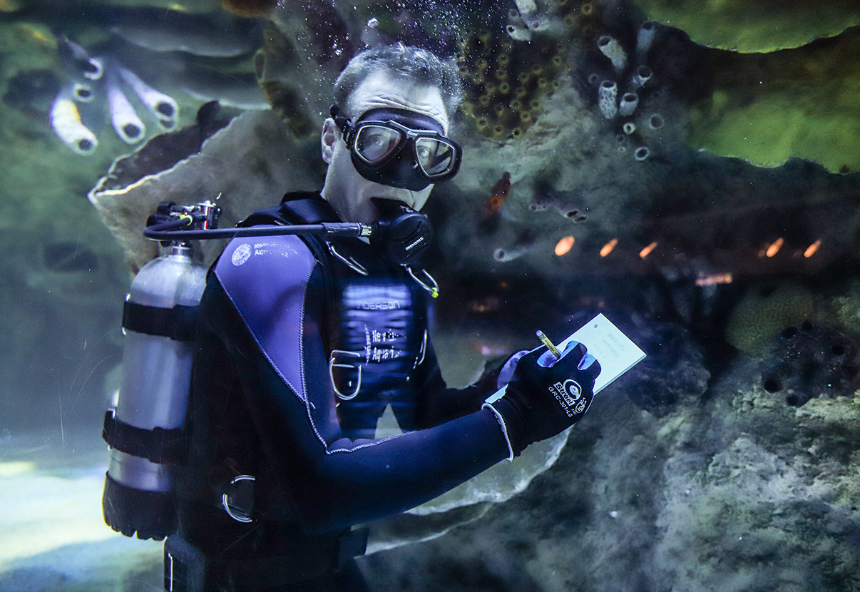 Ocean tank diver at the New England Aquarium