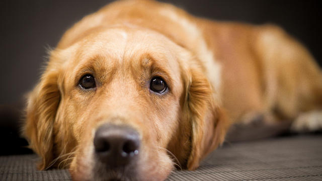 Golden Retriever looking sad 