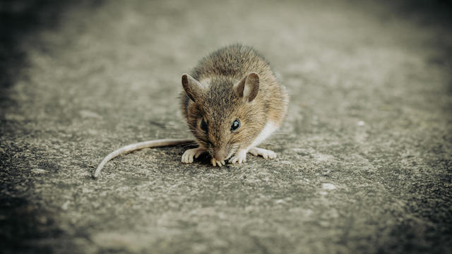 Shallow focus shot of a wood mouse eating something on the ground during daytime 