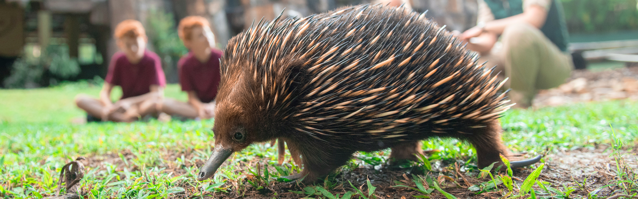 echidna