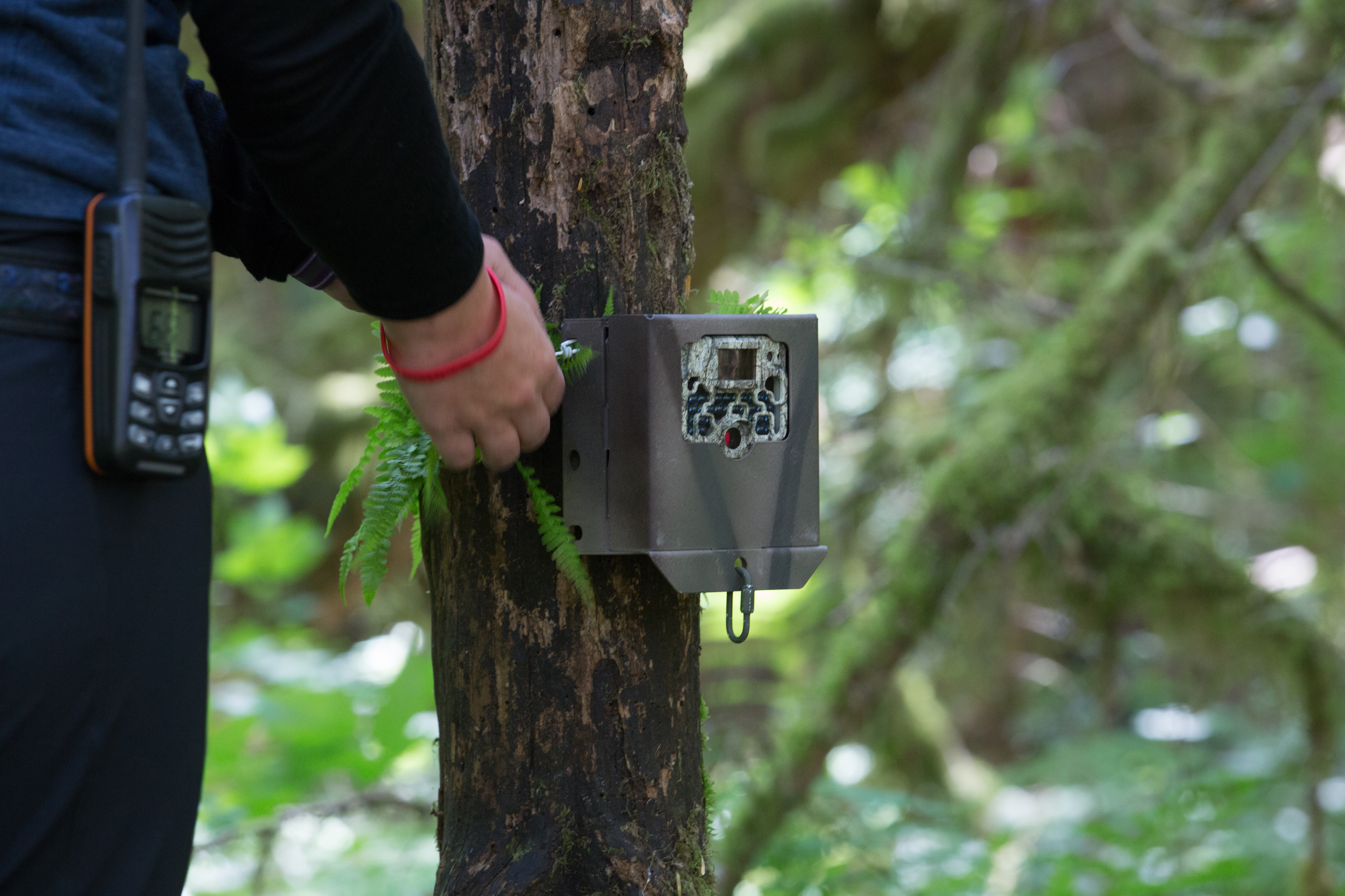 Camera Traps