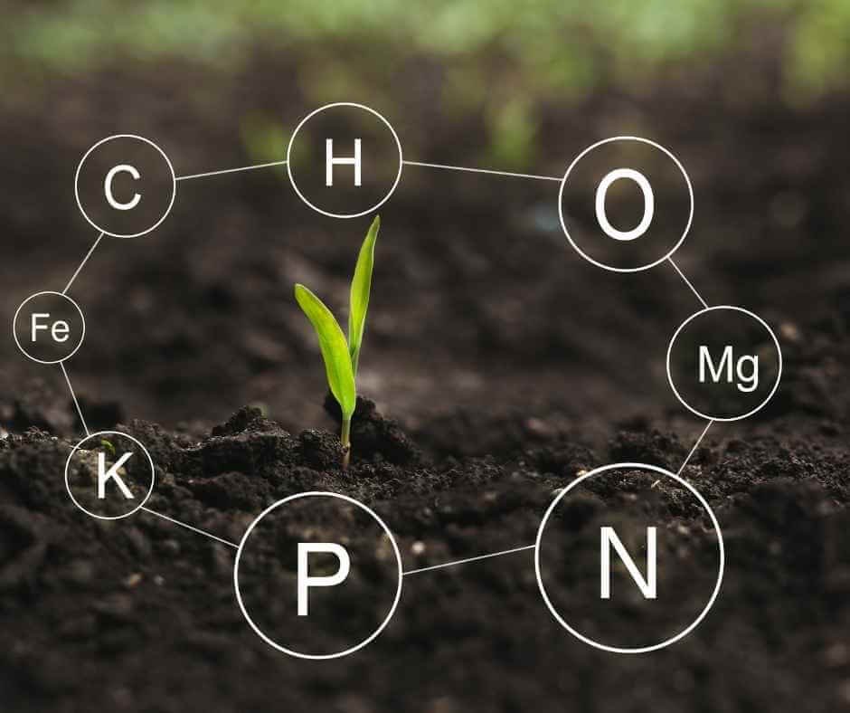 Soil Health Glossary - Plant nutrition Image