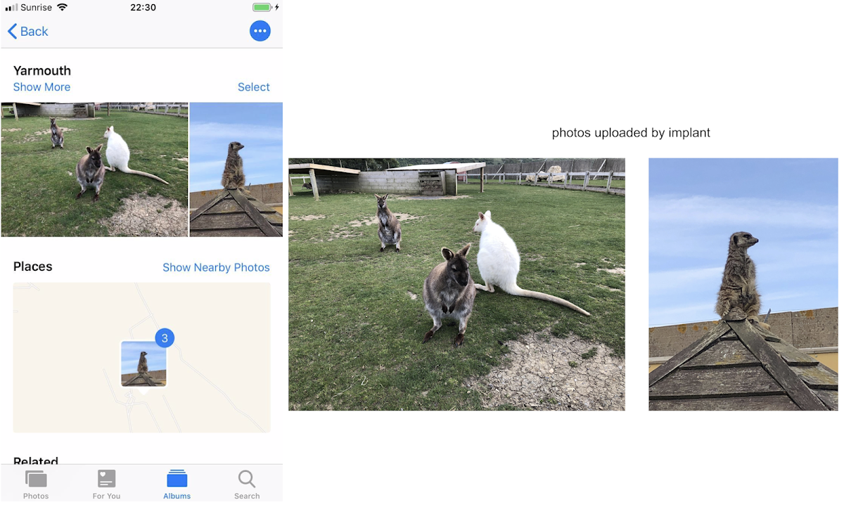 This image shows a screenshot of the iPhone photos app on the left. The user has taken some photos of wallabies in a field and also a meercat sitting on a roof. On the right we can see that those photos have been uploaded by the implant.