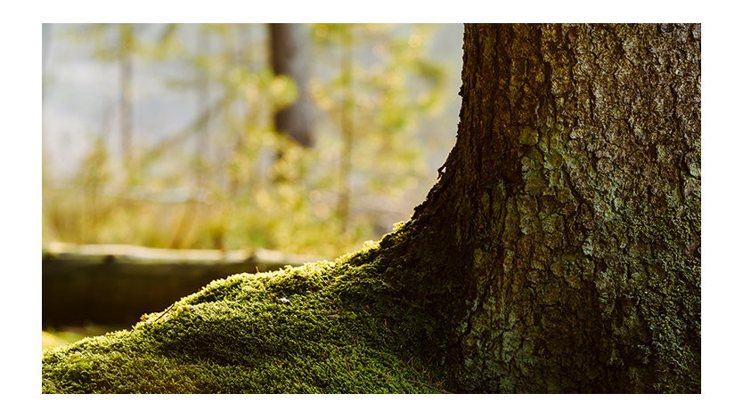 Picture of a mossy tree trunk in the middle of a lush forest.