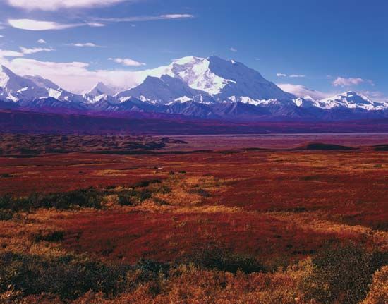 Denali National Park, Alaska: autumn vegetation