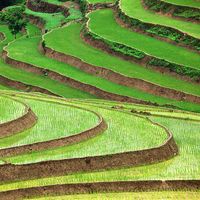 Rice terraces in Vietnam. (food; farm; farming; agriculture; rice terrace; crop; grain; paddy; paddies;garden)