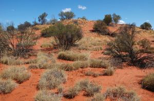 Simpson Desert