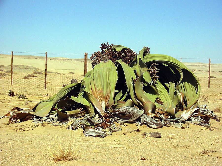 welwitschia