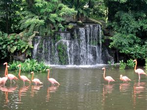 Jurong Bird Park