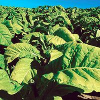 Close-up of tobacco plants in Ontario, Canada. Tobacco, Nicotiana, cured leaves used after processing in various ways for smoking, snuffing, chewing, and extracting of nicotine.