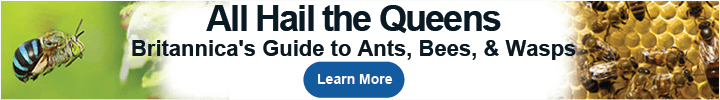 Banner featuring a bee in flight on the left, text reading All Hail the Queens: Britannica's Guide to Ants, Bees, & Wasps, and a Learn More button over a honeycomb with a queen bee.