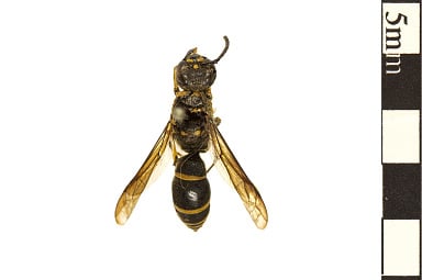 Tiphiid Wasp