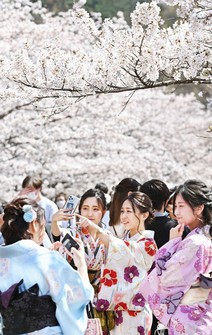 Kimono-clad visitors take selfies with cherry blossoms along the Keage Incline railway slope in Kyoto's Sakyo Ward, on March 27, 2021. (Mainichi/Kazuki Yamazaki)