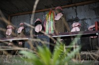 Jizo statues beheaded during the Tsuchizaki air raid are seen at Unshoin temple in the city of Akita's Iijima district on July 11, 2021. All visible deities were decapitated but three of them were repaired after the war. (Satoshi Takahashi)=Clip/tap photo for more images. 