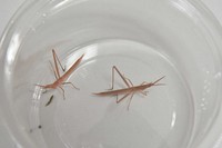 Pink grasshoppers are seen at home of the two brothers who caught them, in Suita, Osaka Prefecture, on July 11, 2023. (Mainichi/Koji Minemoto)