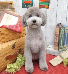 Kuri the toy poodle is seen in this photo provided by their owner.