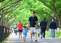 Visitors stroll under the ginkgo trees in Tokyo's Meiji Jingu Gaien area on April 28, 2024. (Mainichi/Koichiro Tezuka) 