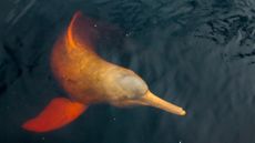 Endangered pink dolphin in Brazil's Amazon