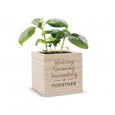 Employee Gifts - Growing Succeeding Plant Cube