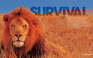 Inspire Your Dreams and Motivation with these Beautiful Desktop Wallpapers - Survival Lion