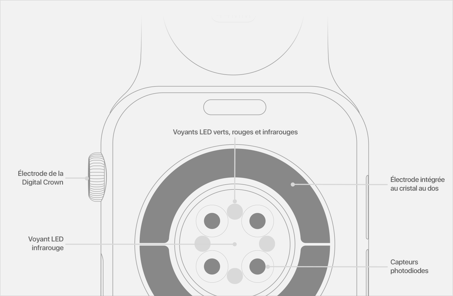 Un schéma du dos d’une Apple Watch avec des légendes désignant les voyants à infrarouge, les capteurs photodiodes et l’électrode intégrée au dos en cristal.