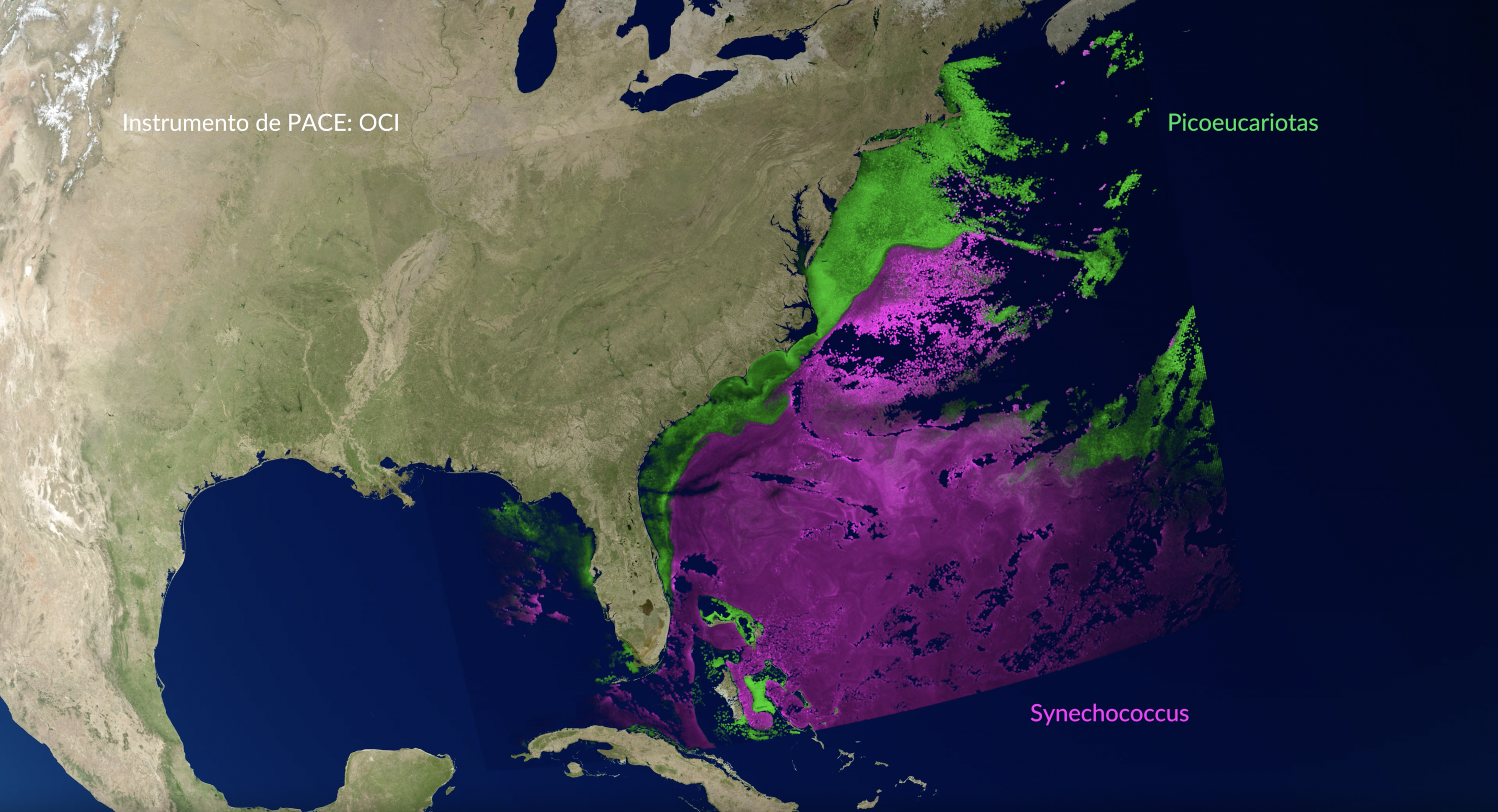 Visualización con color añadido de datos del fitoplancton (picoeucariotas y Synechococcus), según lo observado por el instrumento de color del océano (OCI) de PACE. Estudio de Visualización Científica de la NASA