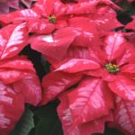 Caring for Your Poinsettia during the Holidays