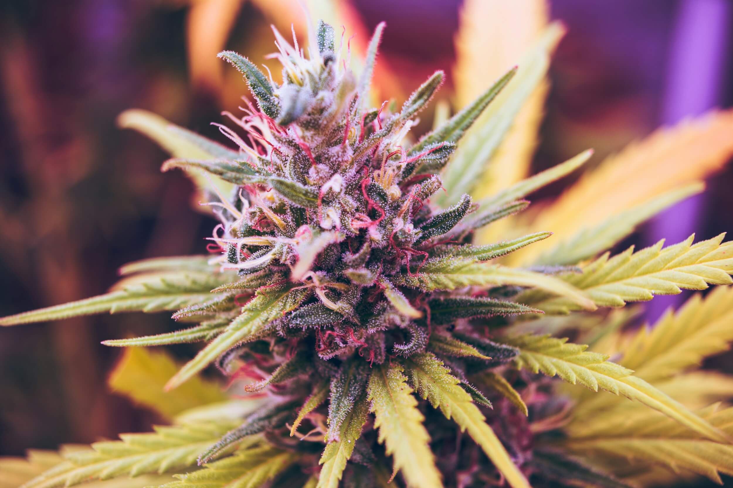 Eine Cannabispflanze Foto: Esteban Lopez / unsplash.com