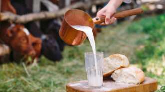 A man pours raw milk in front of cows | Photo 154062635 © David Tadevosian | Dreamstime.com