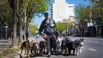 A professional dog walker walks with eight dogs on leashes. | Tiago Lopes Fernandez | Dreamstime.com