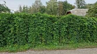 A fence with dense vegetation growing | Anatol1973 | Dreamstime.com