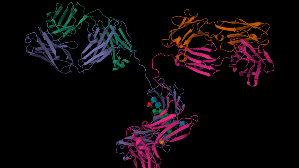 Image shows a 3D molecular structure of a protein, most likely an antibody, visualized using a ribbon diagram, with the classic Y-shaped configuration characteristic of antibodies.