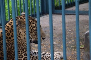 leopard seen through bars of cage