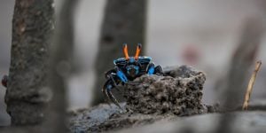 Fiddler Crab on dark sand