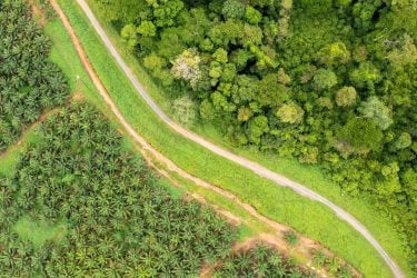 Aerial view of pail oil plantation at the edge of rainforest