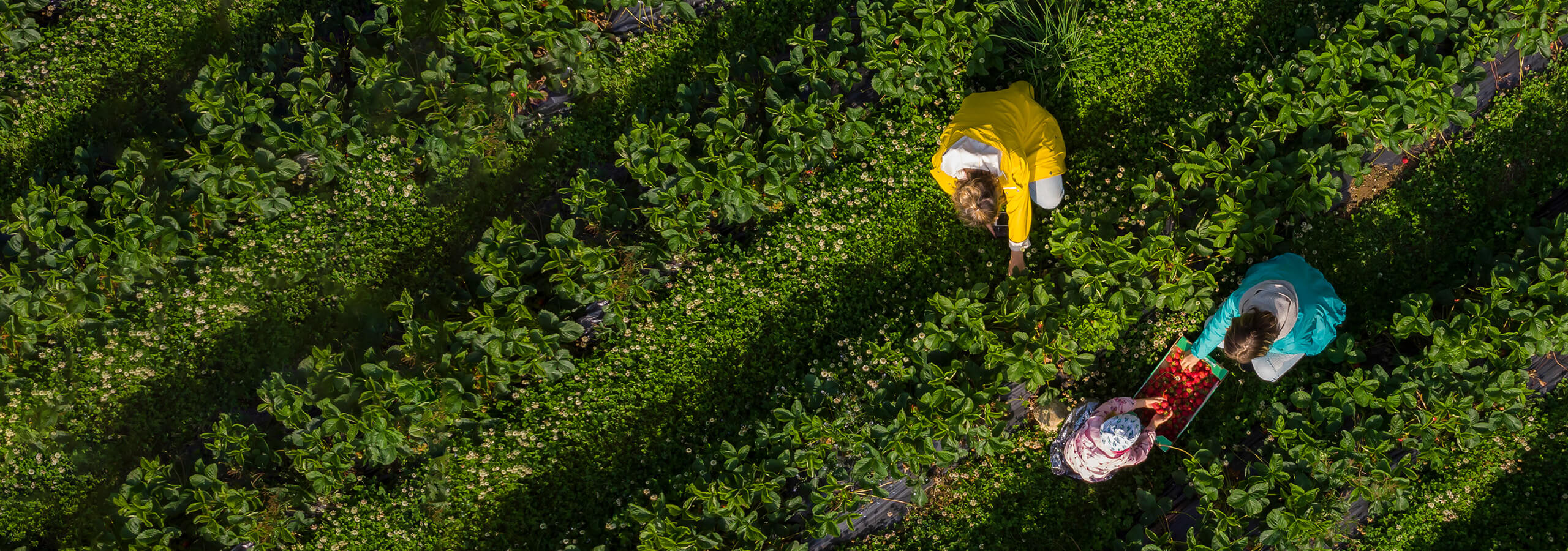 This is a banner for a sustaining an incredible future section, background image showing people harvesting on a farm