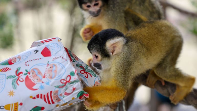 Noël à Pairi Daiza