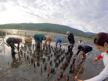 Aquatic and Fishery Sciences researchers work alongside partners from the Jamestown S’klallam Tribe outplanting geoduck clams as part of a project designed to decrease impacts of climate change on shellfish aquaculture.