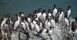 a group of birds gather on a rock