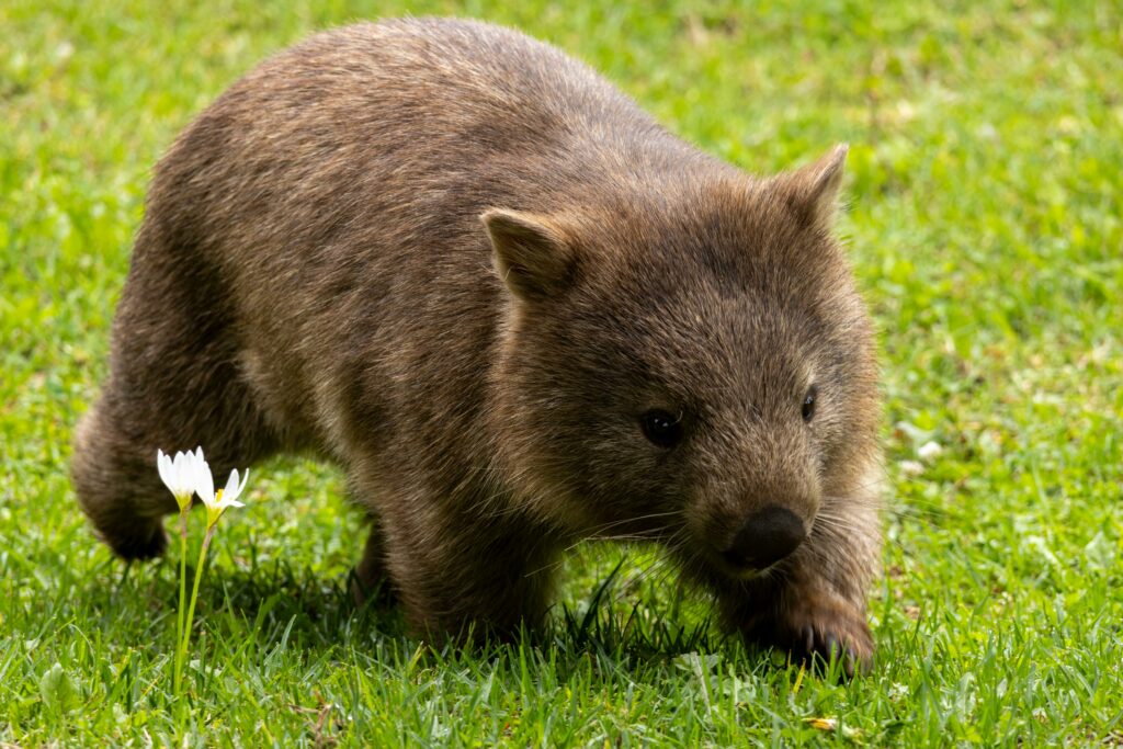 Article : Coopération et interdépendances : quand les animaux sauvages nous apprennent à vivre